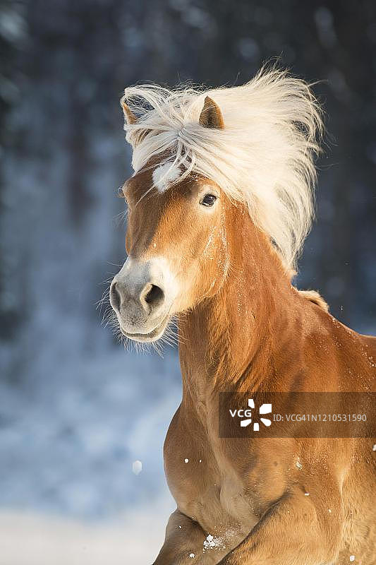 冬季的哈夫林格母马，动物肖像，奥地利蒂罗尔州图片素材