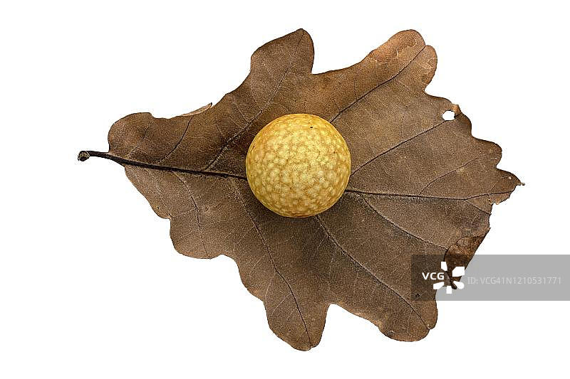 常见栎树叶上的栎瘿果，常见栎瘿蜂（Cynips quercusfolii），德国图片素材