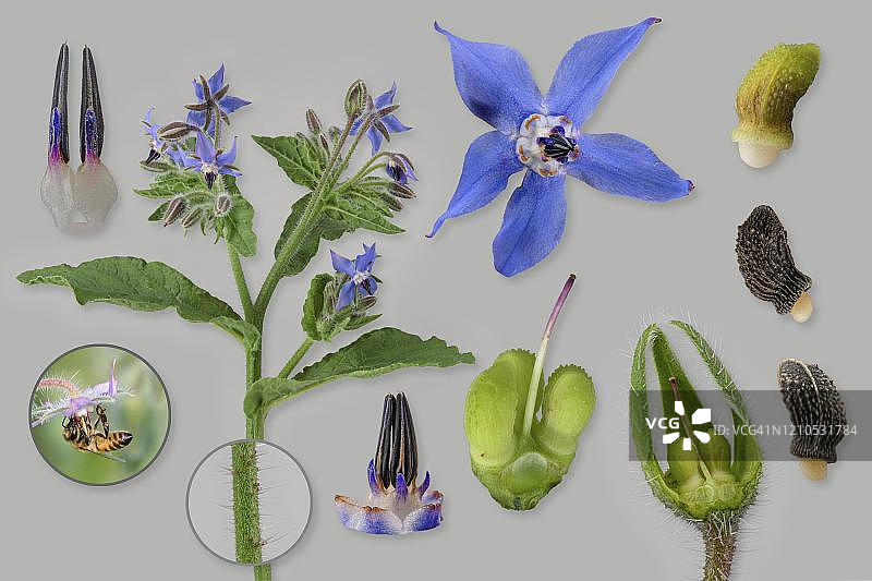 琉璃苣(药用琉璃苣),带有花、种子期、种子、蜜蜂(Apis mellifera)的图片面板,德国图片素材