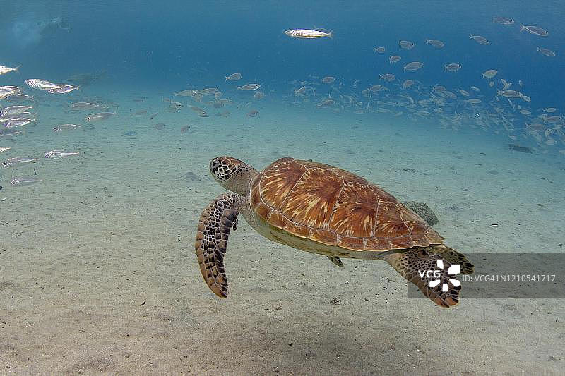 西库拉索Playa Grandi的绿海龟图片素材