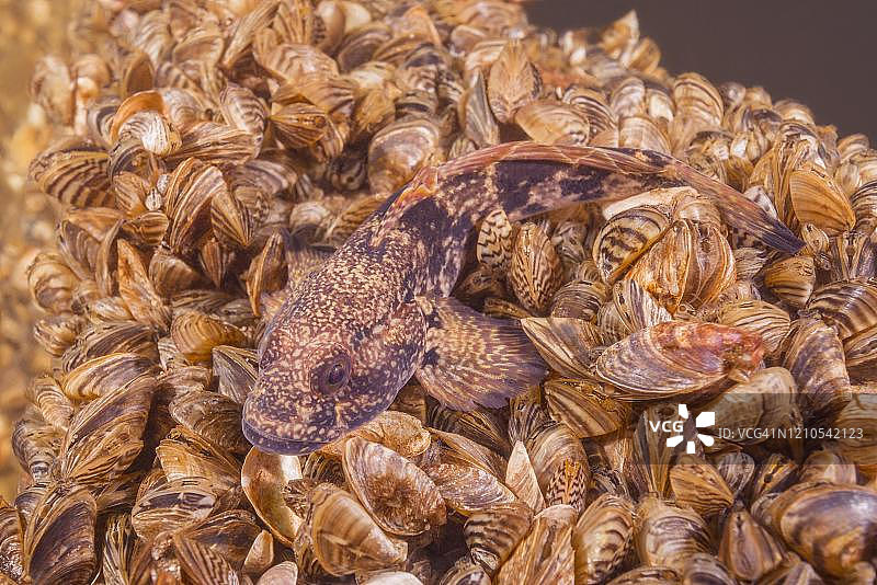 栉虾虎鱼位于斑马贻贝群落上图片素材