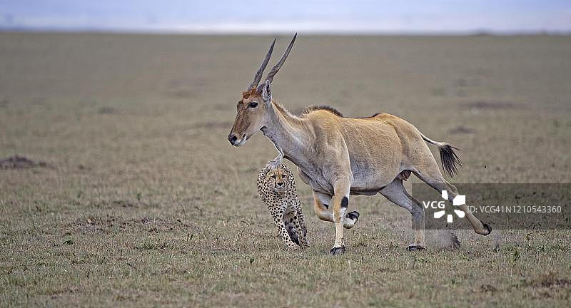 猎豹在马赛马拉国家保护区捕猎成年南非大羚羊图片素材