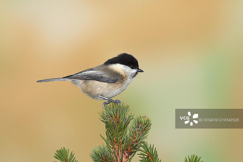山雀栖息在云杉尖上，德国北莱茵-威斯特法伦州图片素材