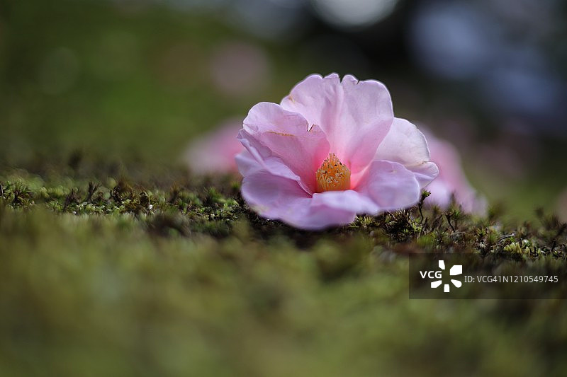 粉色山茶花特写——植于苔藓上的羽乐椿图片素材