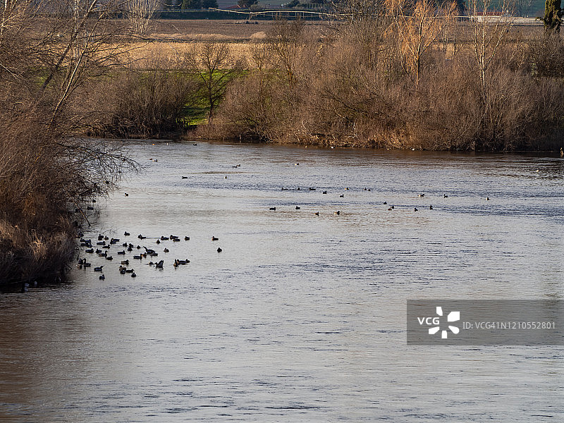 冬季河流与树木、鸭子图片素材