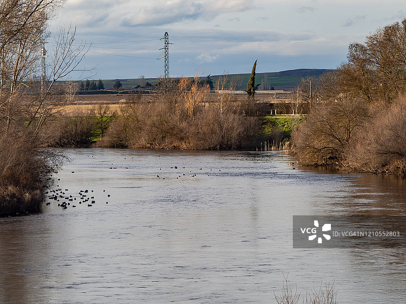 冬季河流与树木、鸭子图片素材