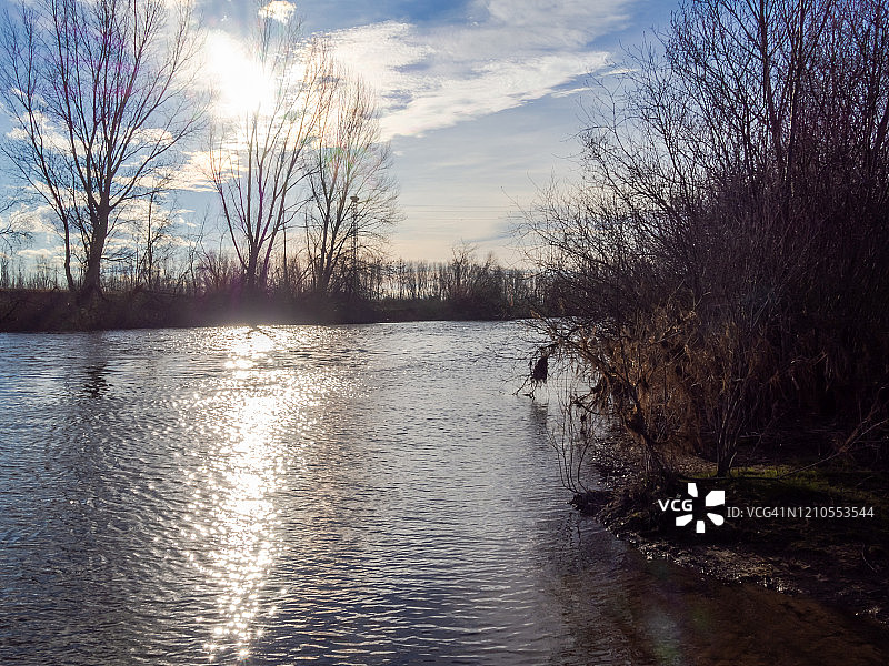 冬季河岸休眠树木风光图片素材