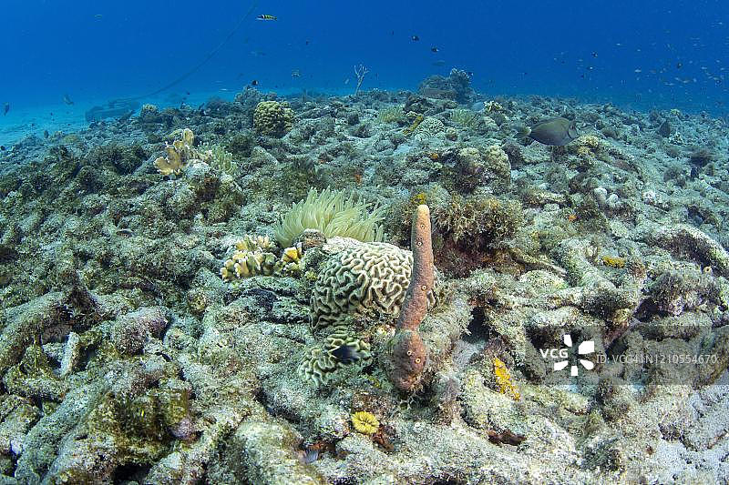 库拉索岛Playa Grandi珊瑚礁的紫色管状海绵图片素材