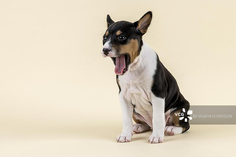 巴辛吉犬幼崽（犬），6周大，三色，坐着打哈欠，影棚拍摄，浅色背景，奥地利图片素材