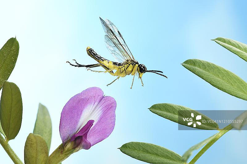 德国：在紫花野豌豆上飞行的Tenthredinidae sp (Tenthredo temula)图片素材