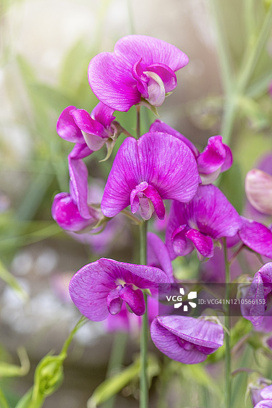 多年生豌豆的鲜艳粉色夏花图片素材