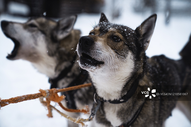 哈士奇犬选拔赛图片素材