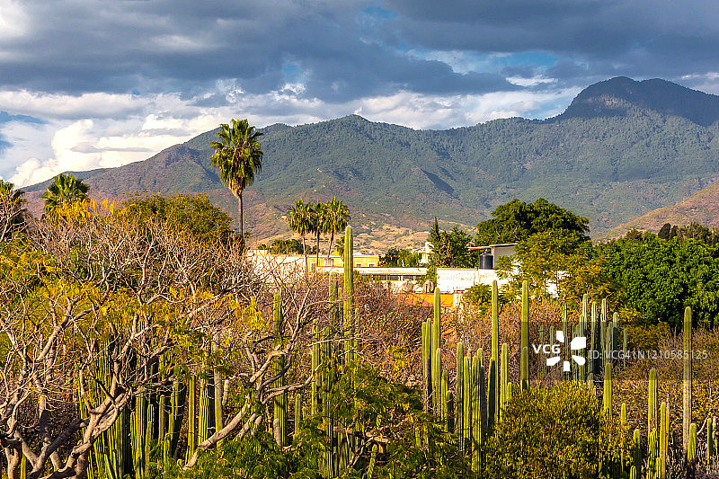植物景观图像图片素材