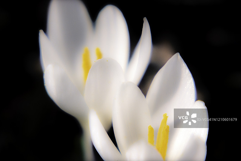 白色秋水仙图片素材