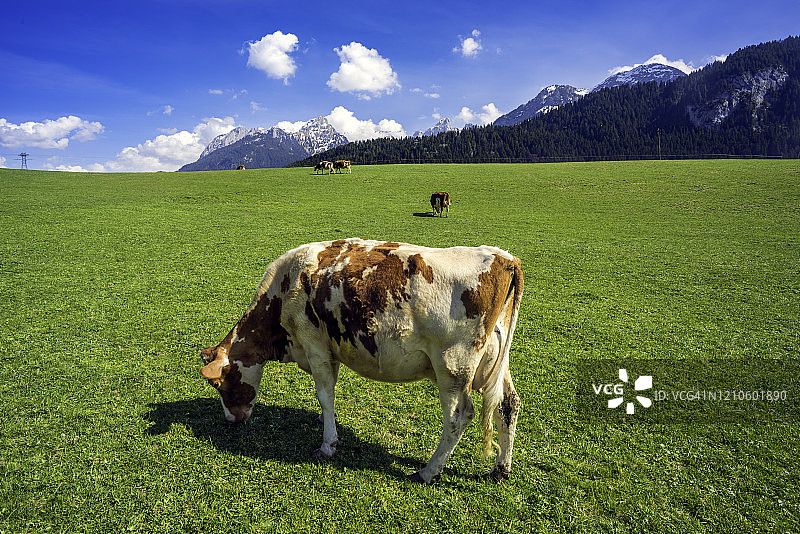 瑞士阿尔卑斯山沃州沙托-代克斯吃草的牛图片素材