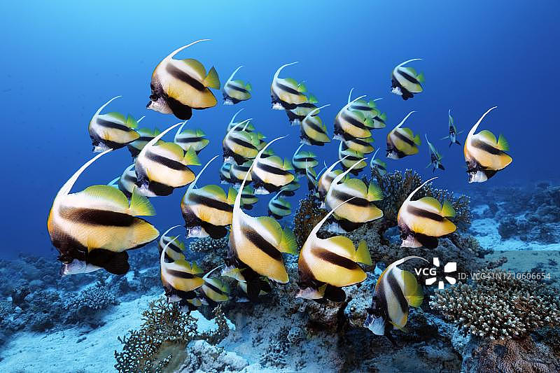 埃及红海的红海燕鱼群图片素材