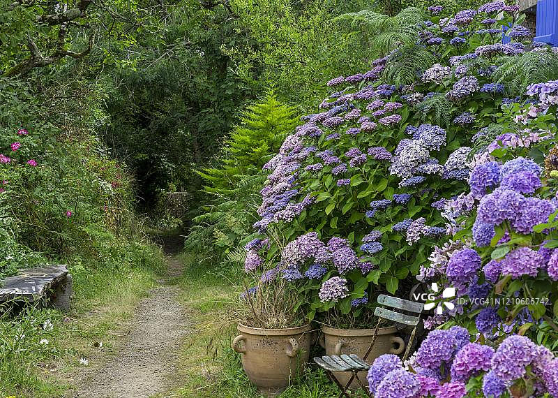 法国菲尼斯泰尔省洛克罗南的绣球花小路和折叠椅图片素材