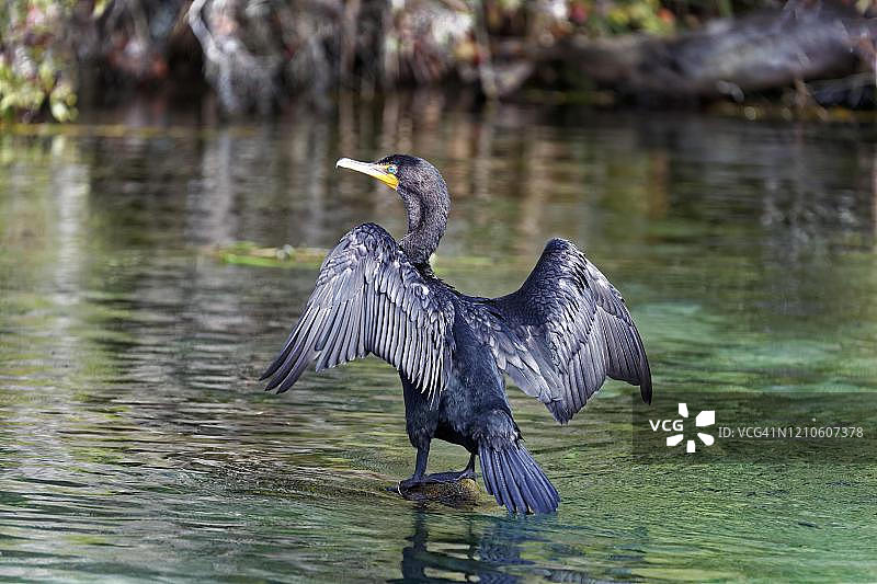 彩虹河树干上晾晒翅膀的双冠鸬鹚图片素材