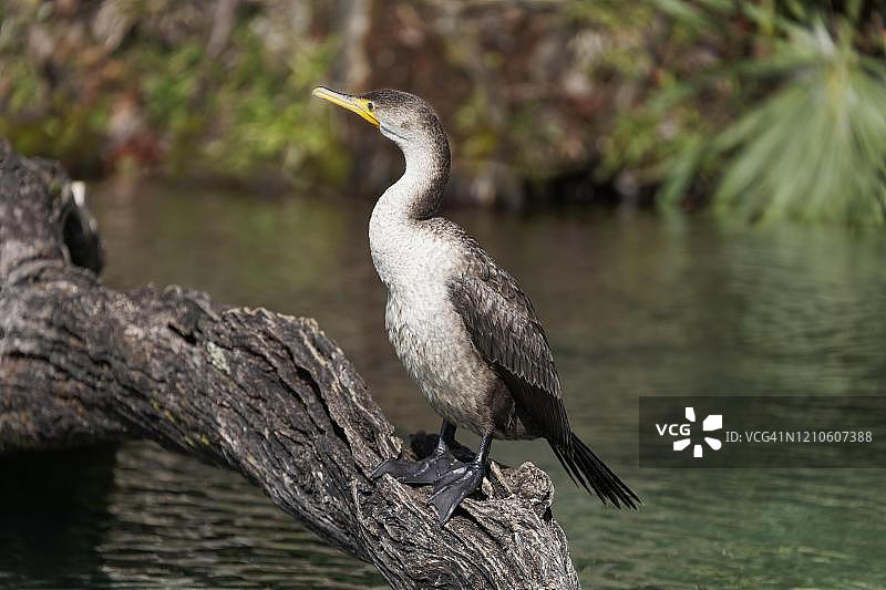 美洲蛇鹈栖息在彩虹河的树干上图片素材