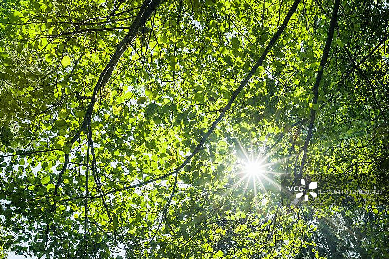 黑森州山毛榉森林中的树叶与树枝，逆光与阳光图片素材