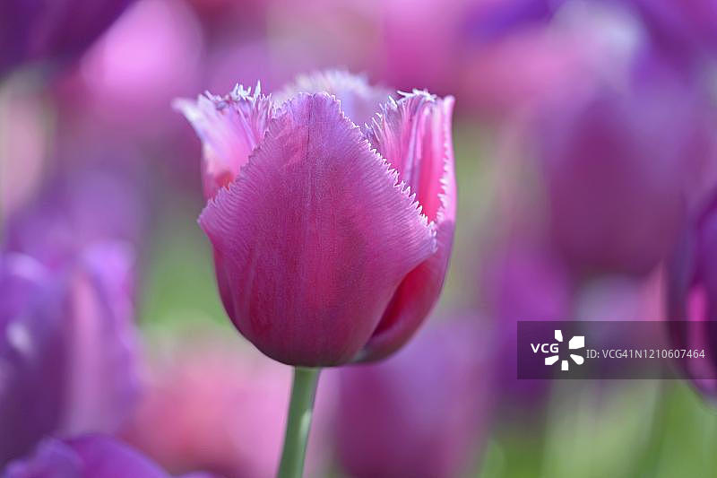 粉色郁金香花坛（德国北莱茵-威斯特法伦州）图片素材