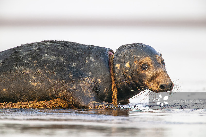 灰色海豹（哈利乔鲁斯格瑞普斯）图片素材
