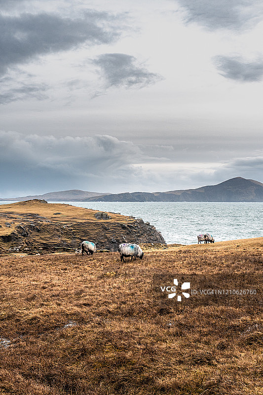 爱尔兰的羊群与悬崖景观图片素材