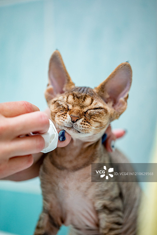 主人擦拭小猫脸上的眼泪-库存照片图片素材