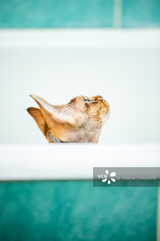 在浴缸里玩耍的小猫——库存照片图片素材