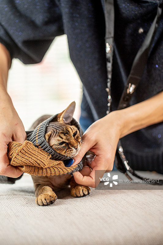 女人给德文卷毛猫穿毛衣保暖图片素材