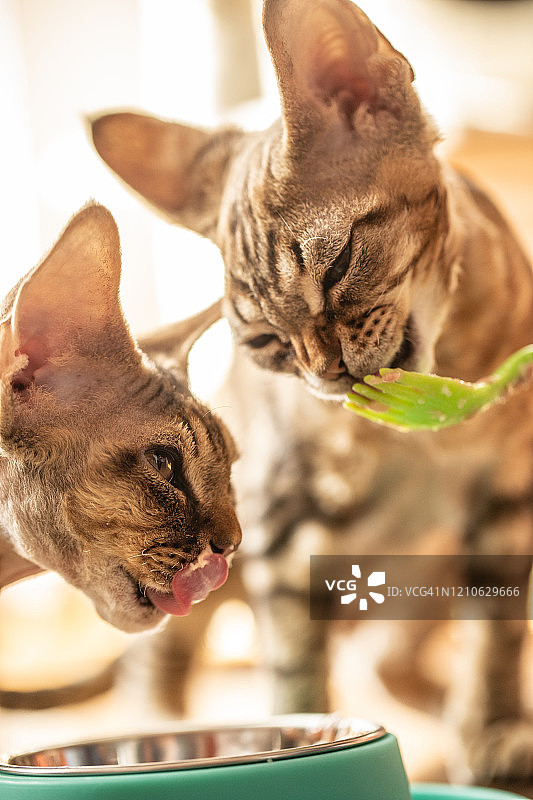 满意的德文雷克斯小猫享用他们最喜欢的营养罐头食品图片素材