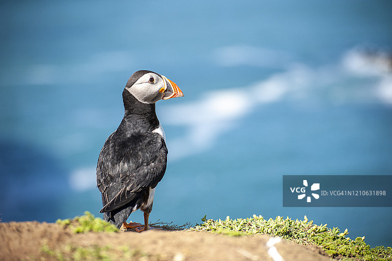 斯科默岛和彭布罗克郡海鹦图片素材