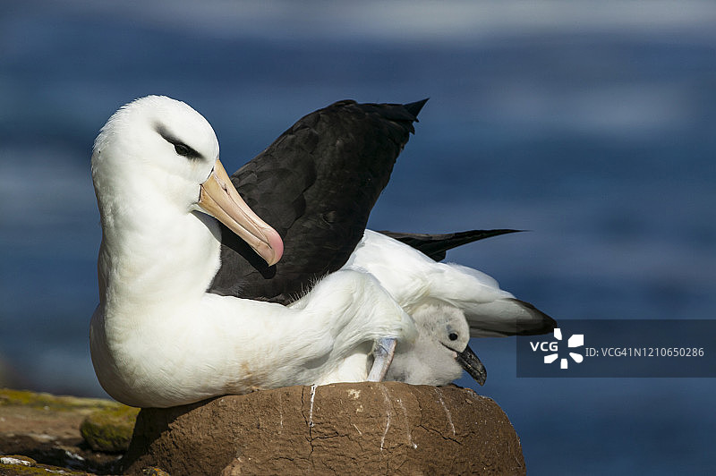 黑眉信天翁图片素材