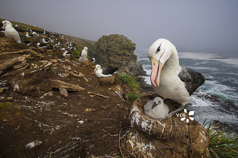 黑眉信天翁图片素材