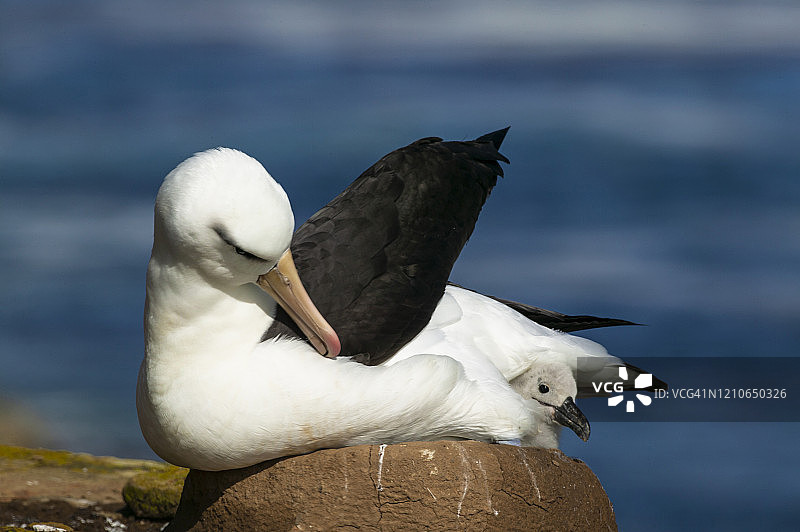 黑眉信天翁图片素材
