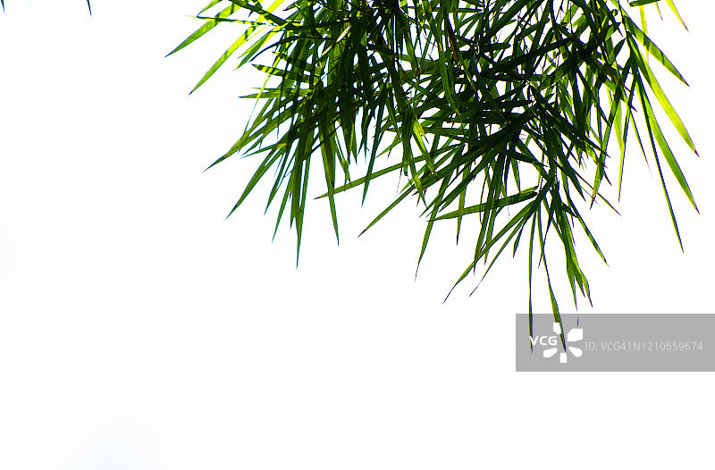 白色背景上的禅意竹叶图片素材