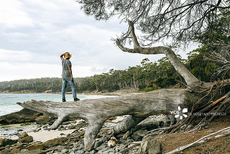 在塔斯马尼亚玛丽亚岛巨树上的探险者图片素材