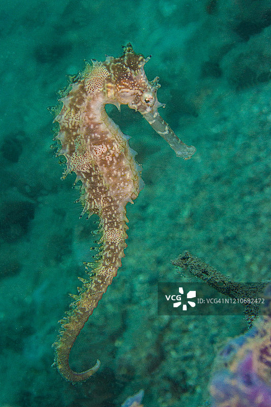 海马1月24-20图片素材