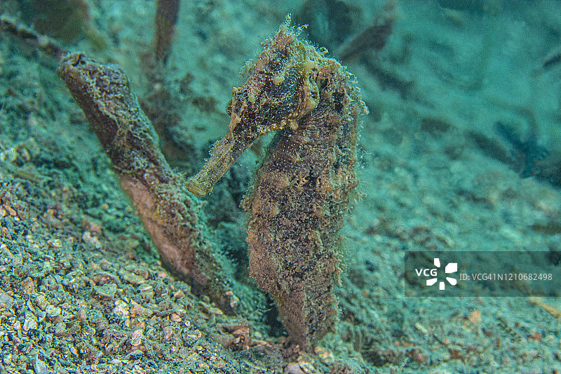 海马2Jan26-20图片素材