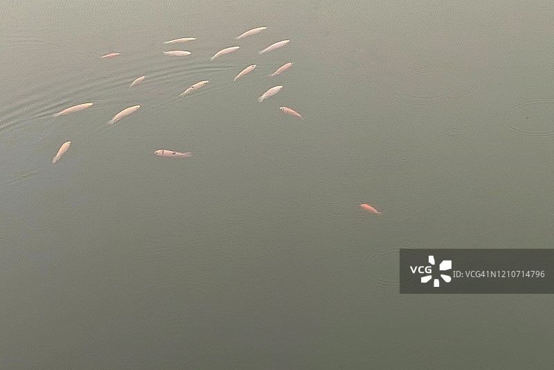 河流中游动的鲤鱼图片素材