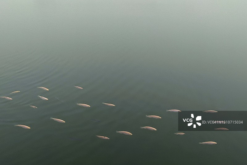 河流中游动的鲤鱼图片素材