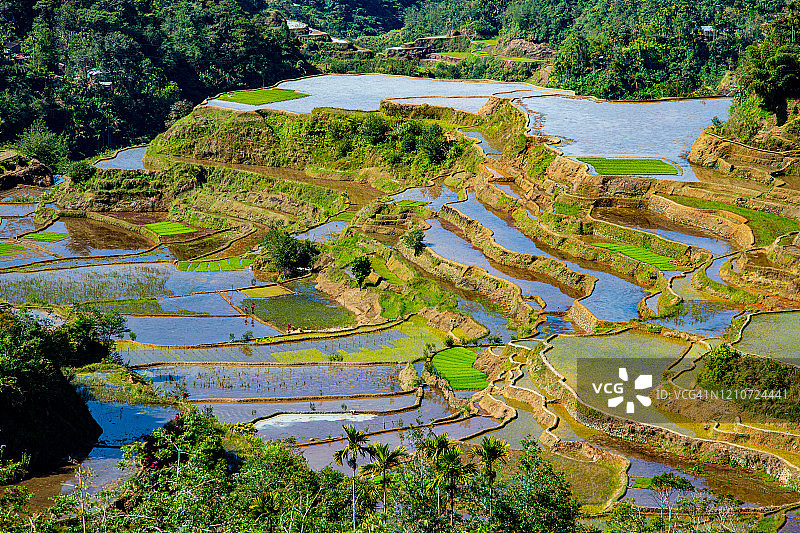 菲律宾伊富高省的梯田图片素材