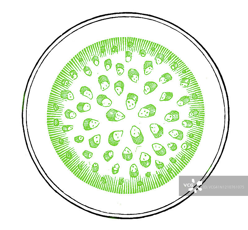 内生茎理想截面的古老雕刻插图：植物学-植物结构图片素材