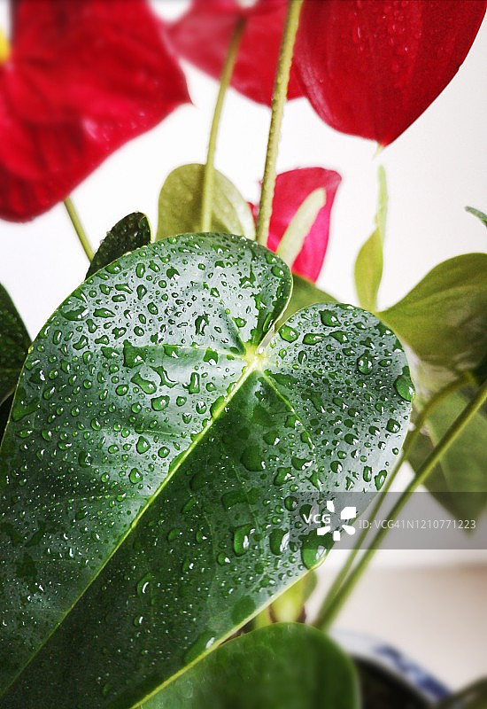 水滴下的红掌花特写图片素材