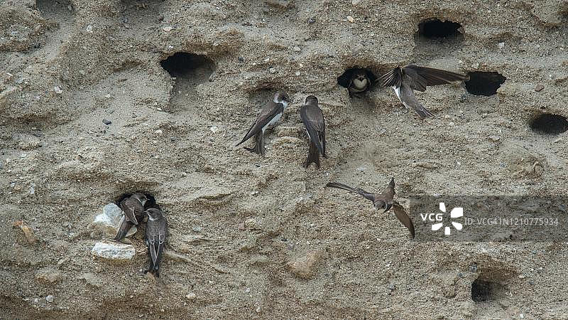希腊塞雷斯筑巢洞穴的沙燕图片素材