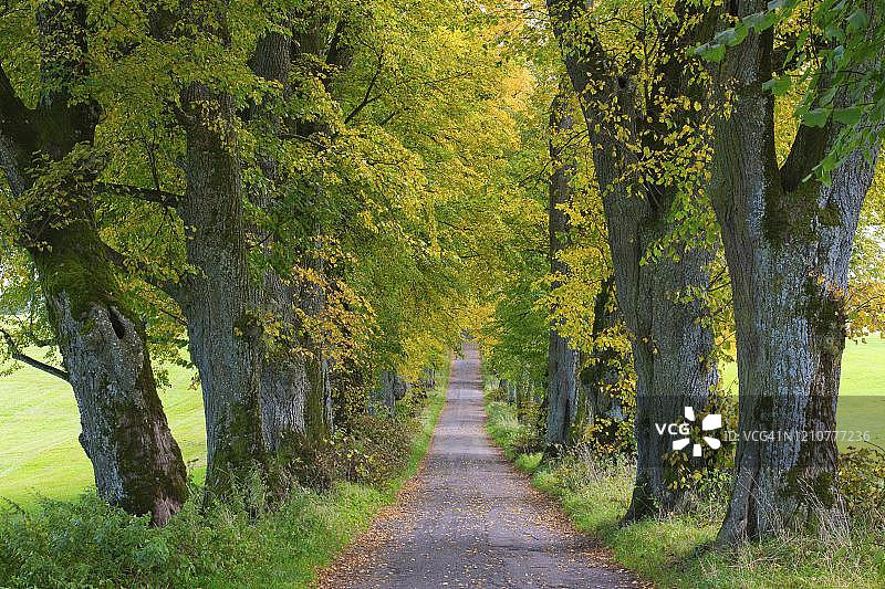 德国巴伐利亚州施瓦本阿尔高马克特奥伯多夫的菩提树大街图片素材