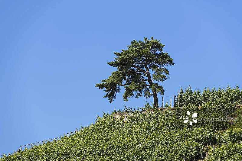 德国巴登-符腾堡葡萄园中的欧洲赤松（松属）图片素材