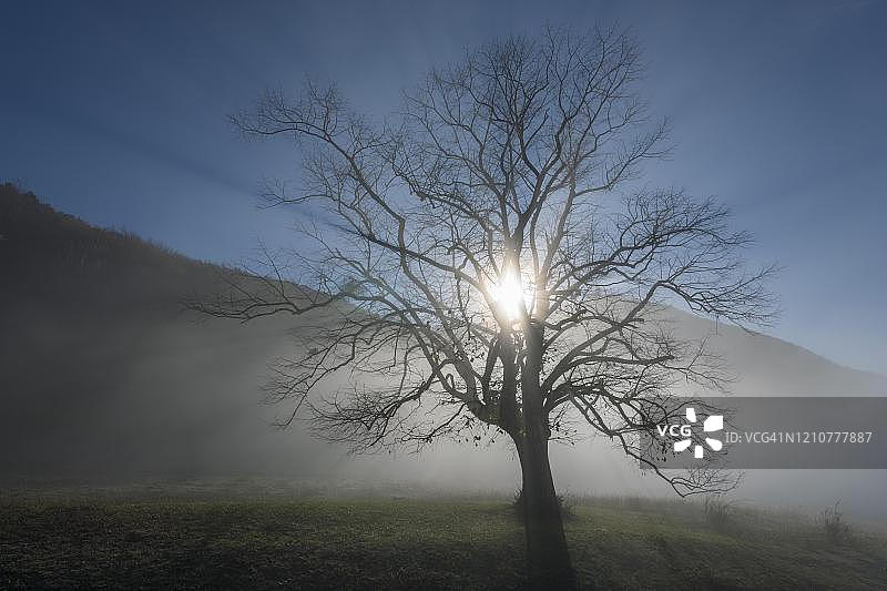 背光下的大叶椴树，德国巴登-符腾堡州士瓦本阿尔布图片素材
