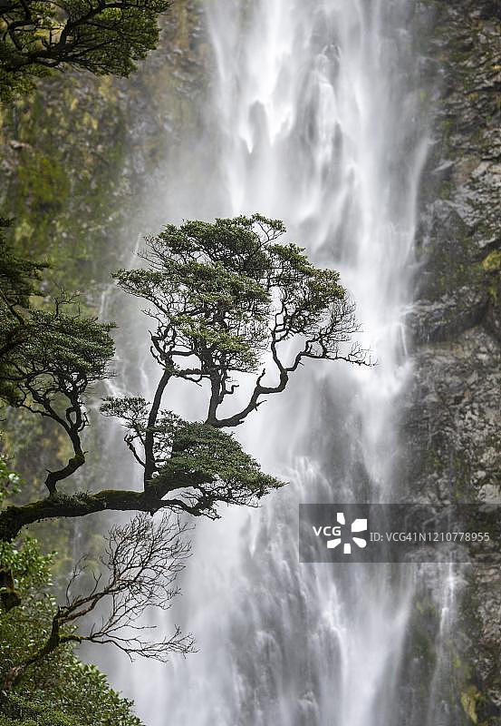 树枝，背景是瀑布，新西兰坎特伯雷地区亚瑟通道魔鬼水池瀑布图片素材