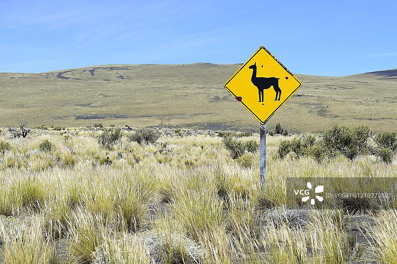 阿根廷门多萨省拉帕尤尼亚自然保护区的草原上的羊驼图片素材